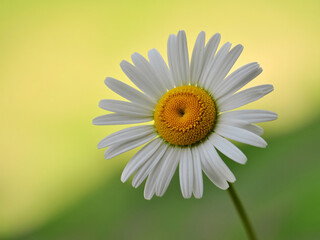Delicate white daisy radiating sunlight beauty, perfect for spring designs and nature themes, bringing a touch of summer's warmth, freshness and happiness