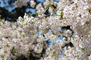 blooming cherry tree (hanami) in a garden in kyoto in japan