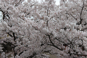 blooming cherry tree (hanami) in a garden in kyoto in japan