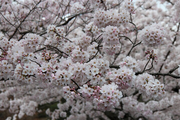 Obraz premium blooming cherry tree (hanami) in a garden in kyoto in japan
