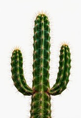 Naklejka premium A prickly green cactus stands in isolation on a clean white backdrop, ready for your design, organic, detail, unique