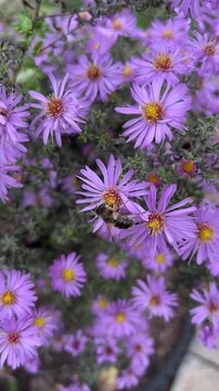 bee on a flower, lilac asters