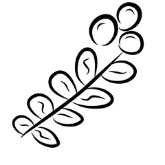 hollyberry fruit outline