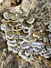 Turkey tail fungus growing on an old tree stump