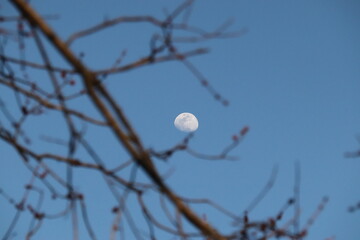 Moon Resting on Bare Tree Branch under Blue Sky &mdash; Minimal Nature Composition