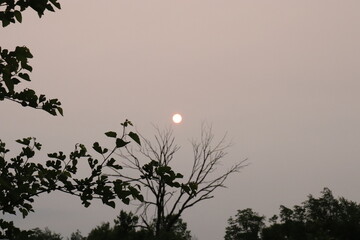 Full Moon over Tree Silhouettes at Dawn &mdash; Soft Beige Morning Sky