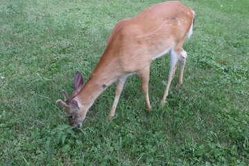 Young Fawn Grazing on Green Grass in Summer Meadow &mdash; Close-Up Wildlife Photography