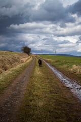 Dog running on road near Potzbach