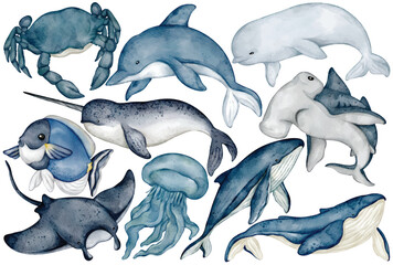 Ocean animals watercolor clip art with whale dolphin crab jellyfish manta ray hammerhead narwhal and sea life illustration for marine design project kids education or ocean theme decor © Je