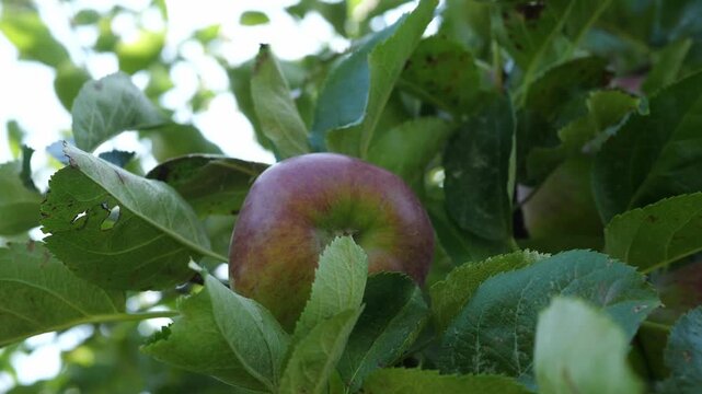 Ripe apples are hanging on the apple tree. The concept of harvesting and farming