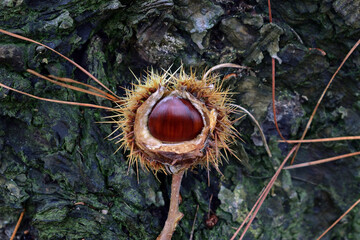 Fresh chestnut in its spiky husk on the forest ground.
