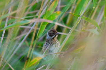 A small bird watches from behind the reeds.