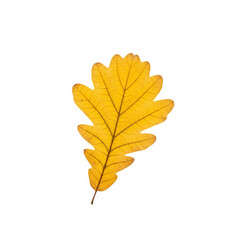 Fototapeta premium Autumn leaves - Single Golden Oak Leaf on White Backdrop.