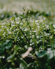 Close-up of wet green grass and small plants covered with morning dew