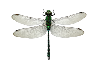 Emerald dragonfly displays iridescent body and delicate translucent wings.