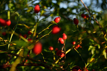 Close-up of red rose hips on green stems in sunlight with a natural blurred background