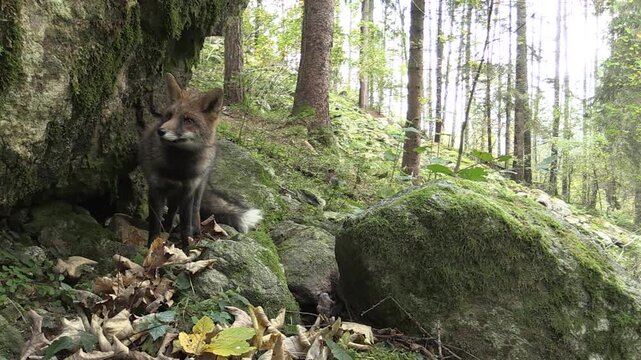 Red Fox in Orobie Park, Italian Alps &ndash; Wild Animal in Natural Habitat (Full HD)