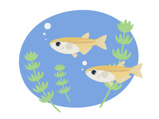 水中を泳ぐメダカと水草のイラスト素材