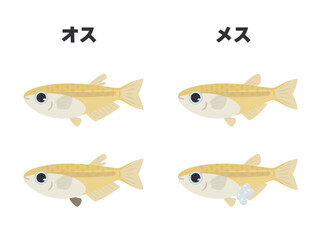 メダカのオスとメスの特徴のイラスト