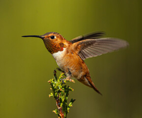 Roufus hummingbird landing on juniper bush © Jeff