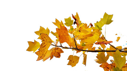 autumn leaves branch of yellow leaves for background