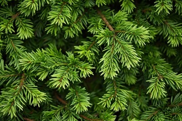 Foliage outdoors spruce nature.