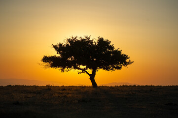 A dramatic silhouette of a single, solitary tree stands on a grassy, rolling hill or open field at sunset or sunrise. The entire scene is bathed in a bright, orange and yellow gradient from the sun