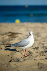 seagull standing on the sandy beach in bright sunlight. The bird faces the camera, displaying its white and gray feathers, small black eye, and vibrant red legs and feet
