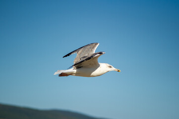 A close-up, horizontal shot of a seagull in flight, soaring with its wings fully extended against a clear, vibrant blue sky. The bird's white plumage is brightly lit by natural sunlight.