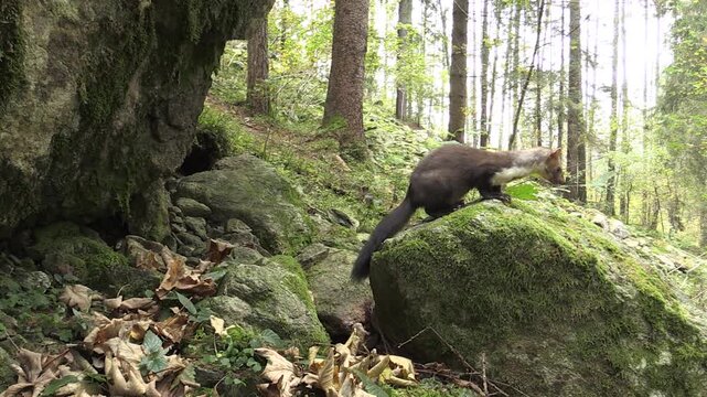 Stone Marten in Orobie Park, Italian Alps &ndash; Wild Animal in Mountain Forest (Full HD)