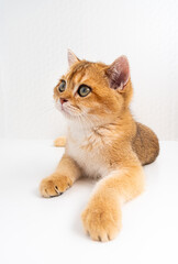 A fluffy orange cat A British Golden Chinchilla with striking green eyes is lying peacefully on a white background lies under the rays of the sun