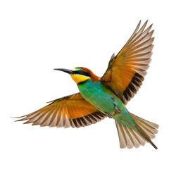 Fototapeta premium Colorful bird in flight against a black background.