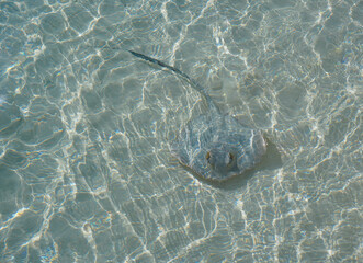 Stingray in the Maldives
