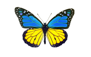 yellow-blue monarch butterfly isolated on transparent background. Butterfly in the colors of the flag of Ukraine.