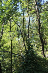 trees in the forest