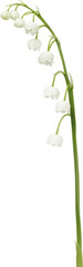 Lily of the valley - flowers isolated on white background