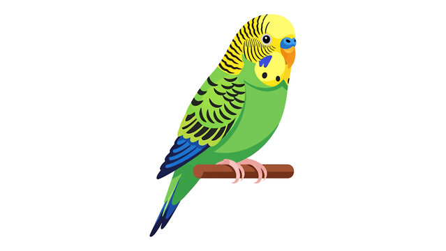 Cute green budgerigar illustration colorful parakeet vector design isolated on a white background