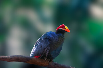 close up of Turaco