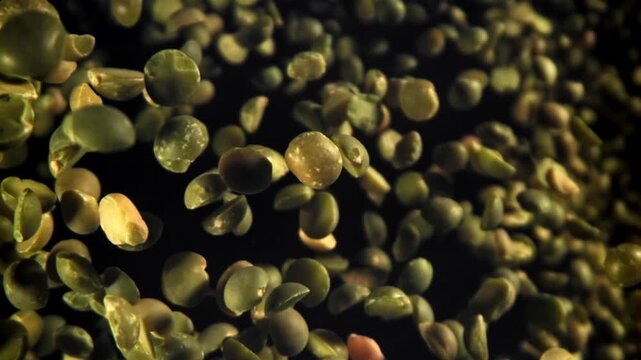 Green peas fly and fall. Filmed on a high-speed camera at 1000 fps. High quality FullHD footage