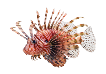 A majestic lionfish displays its striking fins and stripes against a dark background.