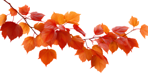 autumn leaves on a transparent