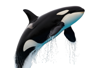 Orca whale leaps from dark water with splash and spray.