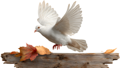 white dove flying over a wooden board with autumn leaves, isolated on a transparent background