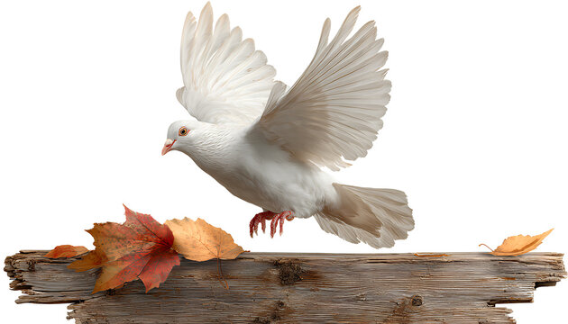 white dove flying over a wooden board with autumn leaves, isolated on a transparent background