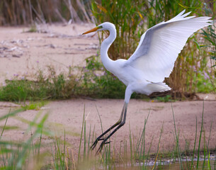 The white heron is a great master of flight.