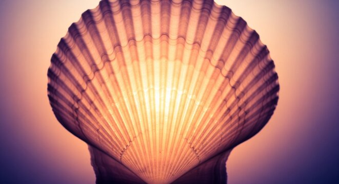 Close-up of a scallop shell with light shining through its translucent structure