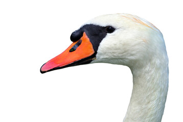 white swan head isolated on transparent background