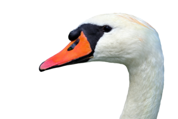 white swan head isolated on transparent background