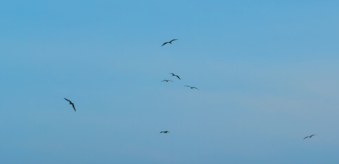Minimalist view of birds soaring in a clear blue sky. A calming and expansive scene representing liberty and the natural world