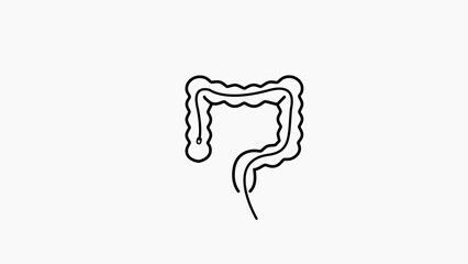 Stylized Line Drawing of the Human Large Intestine on White Background colon digestive system